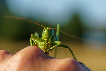 Detailed close up of a green wartbiter sitting on my hand