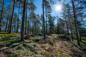 Swedish pine forest with moss and heather on the  forest floor