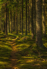 Fototapety na wymiar - Fototapeta24.pl