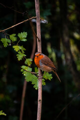 Robin on a branch