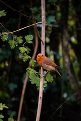 Robin on a branch