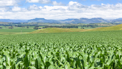 Fototapeta na wymiar Maize Corn Crops Farming Agriculture Field Landscape in Rural Mountains Summer Season Landscape.