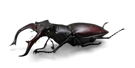 Stag Beetle