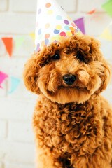 Closeup small red poodle in a festive cap on a white background celebrates a birthday. Front view
