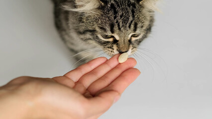 Owner giving medicine or vitamins in a pill to kitten. Pills for animals. Medicine and vitamins for...
