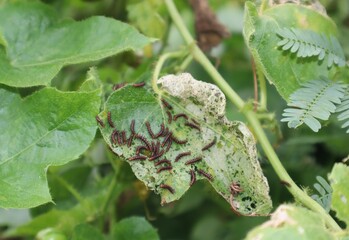 A group of young caterpillars is destroying plants and green leaves with greenish background.