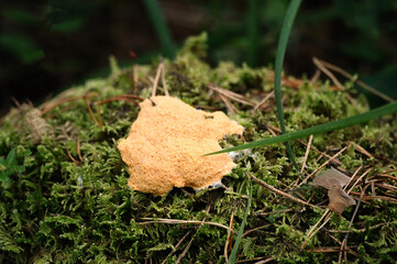 Mushroom on the moss in the forest autumn, close-up