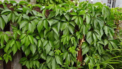 Background from leaves of wild grapes. Wall of green leaves of wild grapes