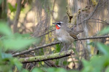 Siberian Rubythroat is a ground-loving songbird of Asia. They primarily breed in Siberia, while...