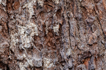Obraz premium Pine bark background and eucalyptus tree bark texture. Tree Bark with Lichens