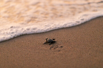 Liberación de tortugas