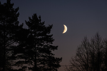 half moon rises behind pine trees at the night sky