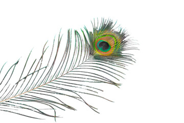 A beauty peacock feather texture