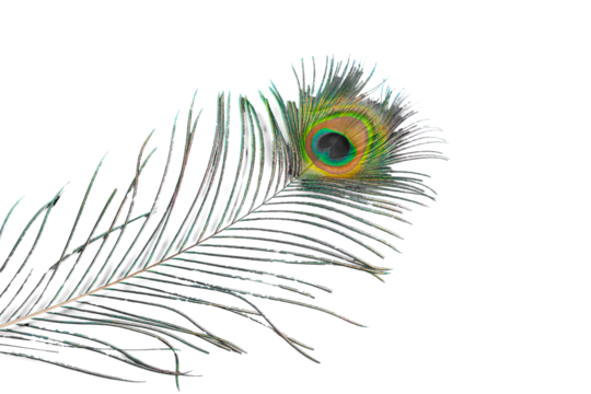 A beauty peacock feather texture