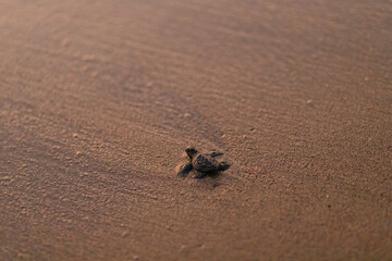 Tortuga pequeña en la playa