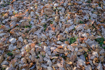 Autumn fallen leaves on a green grass lawn. neat lawn with red-yellow autumn leaves