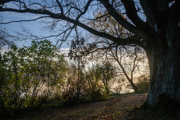 An oak tree hanging over the water of a river on a early autumn morning