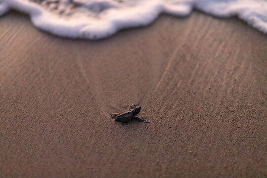 Tortuga liberada en la playa atardecer