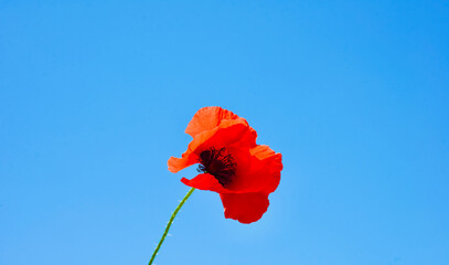 Head of red poppy flower. Black stamens and large scarlet petals. Flower stem. One plant. Design...