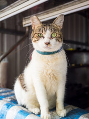 The cat standing on the showcase in wet market.