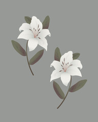 Illustration of  white lily flowers