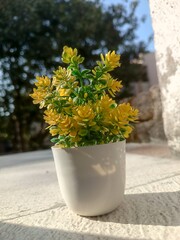 yellow flowers in a pot