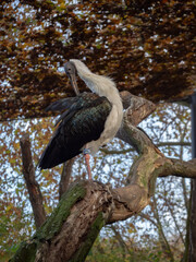 A white-necked stork perched on a tree