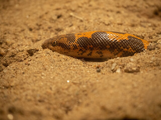 Portrait of a snake buried in the sand