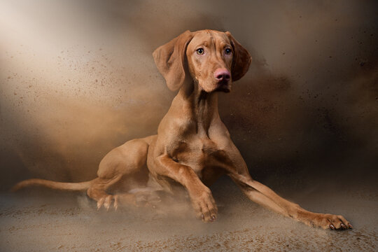 Magyar Vizsla in the studio with dust