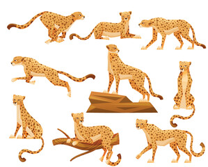 Cheetah as African Large Cat with Long Tail and Black Spots on Coat Vector Set © Happypictures