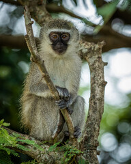 Naklejka na ściany i meble Juvenile Vervet Monkey sitting in a tree
