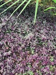 특이하게 생긴 식물