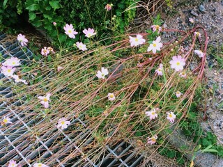 앞으로 길게 뻗어나가는 꽃