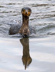 A commorant is swimming in the lake.