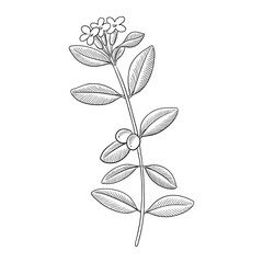 vector drawing plant of Indian stringbush , Wikstroemia indica, herb of traditional chinese medicine, hand drawn illustration