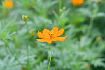 オレンジ色の花　コスモス