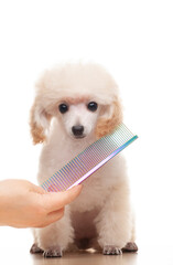 image of dog hairbrush hand white background 