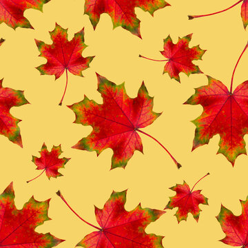Seamless pattern of autumn red maple leaves on a yellow background.