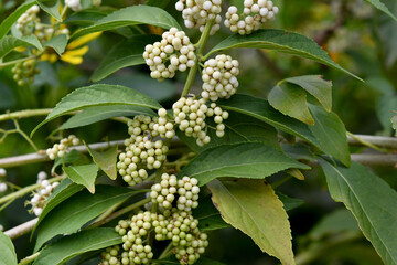 Fototapeta premium 白色の丸い実の植物