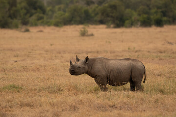 Obraz premium White Rhinoceros Ceratotherium simum Square-lipped Rhinoceros at Khama Rhino Sanctuary Kenya Africa.