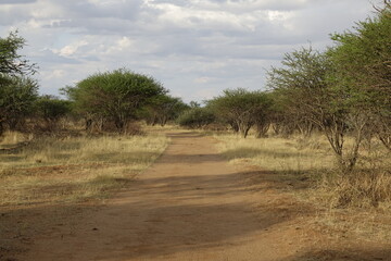 Fototapeta na wymiar Sentier en Afrique