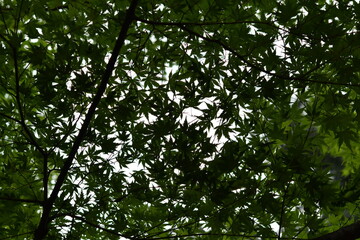 モミジの木陰