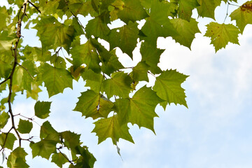 プラタナスの葉