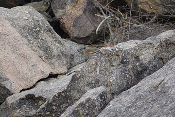 Marmotte dans les rochers avec un lézard