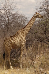 Girafe