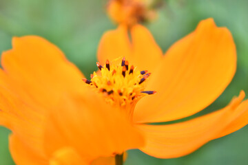 オレンジ色の花　花びら