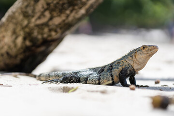 Big iguana on the beach of Braulio Carrillo National Park in Costa Rica.