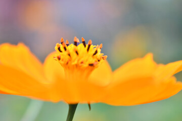 オレンジ色の花　オシベ