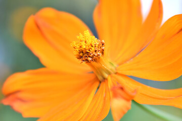 オレンジ色の花　コスモス