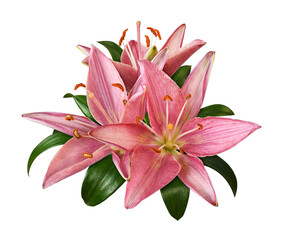 Pink lily flowers and green leaves in a floral arrangement isolated on white or transparent...